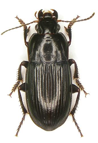 Réf. 24 960 : Harpalus anxius