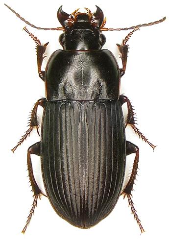 Réf. 24 962 : Harpalus anxius