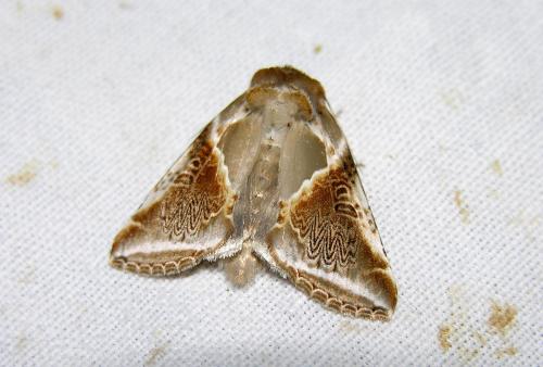 Réf. 24 838 : Habrosyne pyritoides
