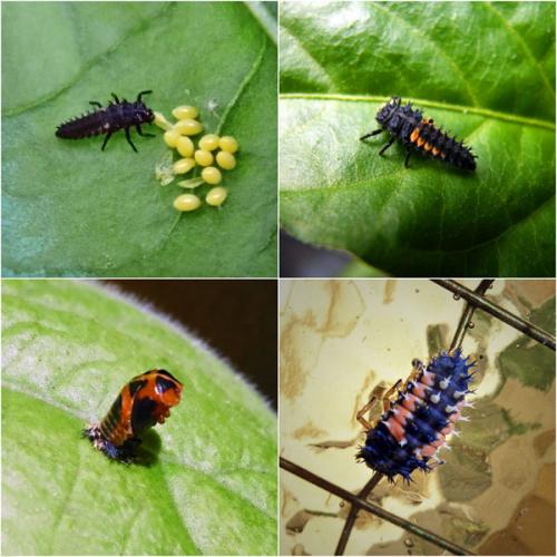 Harmonia axyridis