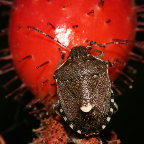 Holcostethus sphacelatus