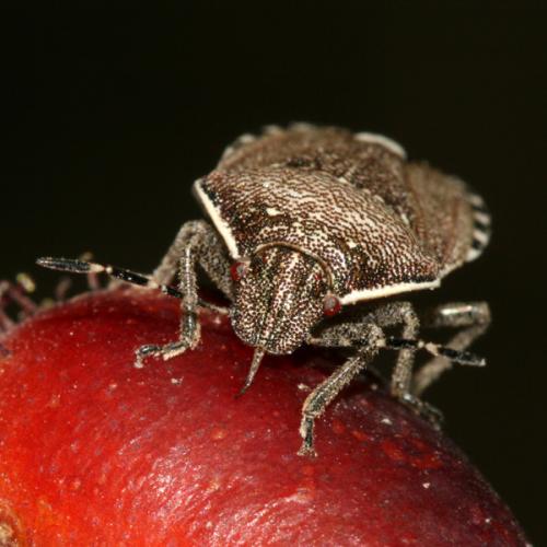 Holcostethus sphacelatus