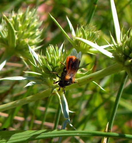 Ripiphorus subdipterus