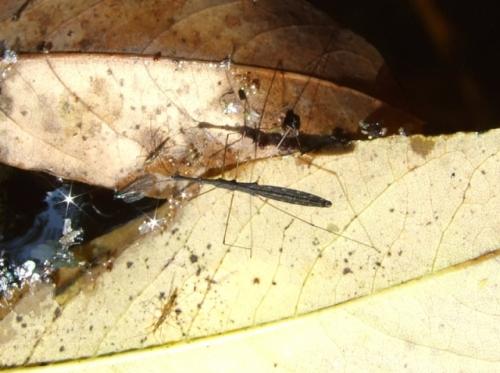 Hydrometra stagnorum