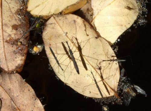 Hydrometra stagnorum