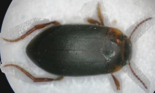 Hydroporus memnonius