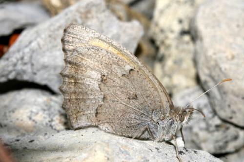 photo de papillon