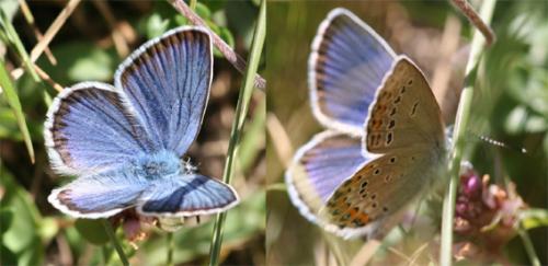 Réf. 24 369 : Plebejus sp.