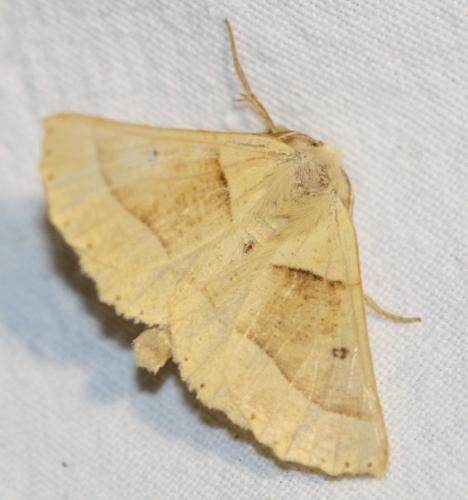 Réf. 24 181 : Crocallis elinguaria