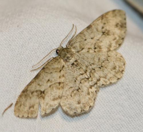 Ectropis crepuscularia