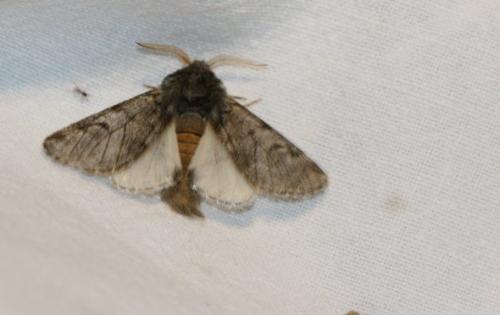 Thaumetopoea pityocampa