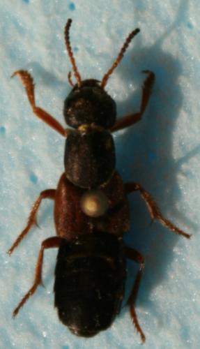 Staphylinus dimidiaticornis
