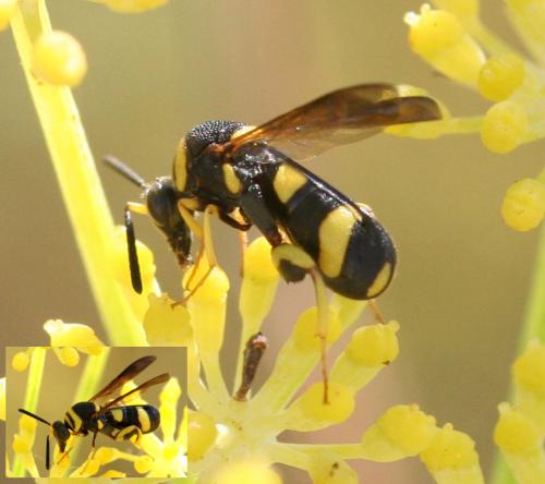 Réf. 24 868 : Leucospis sp.