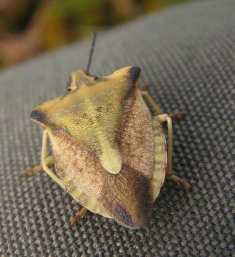 Carpocoris fuscispinus
