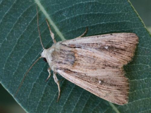Leucania putrescens