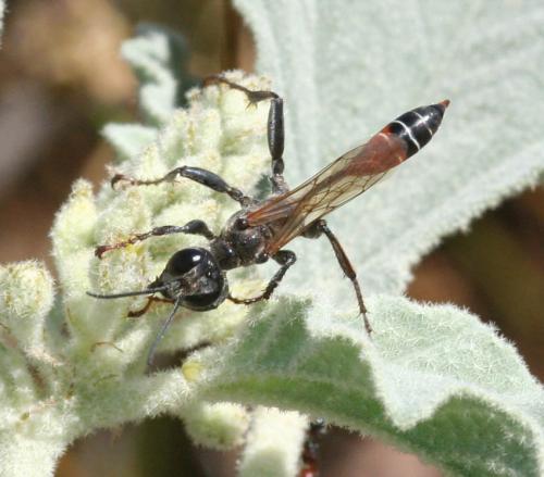 Prionyx kirbii