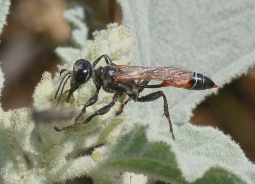 Prionyx kirbii
