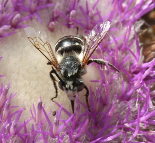 Amegilla sp.