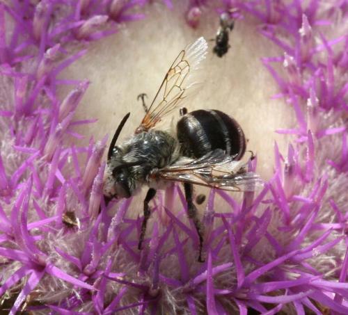 Amegilla sp.