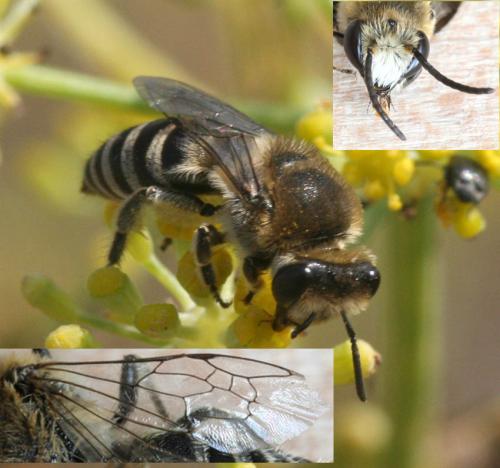Réf. 24 780 : Colletes sp.