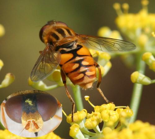 Réf. 24 003 : Parhelophilus versicolor