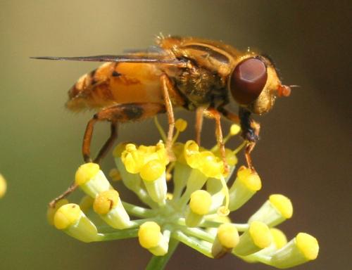 Réf. 24 004 : Parhelophilus versicolor