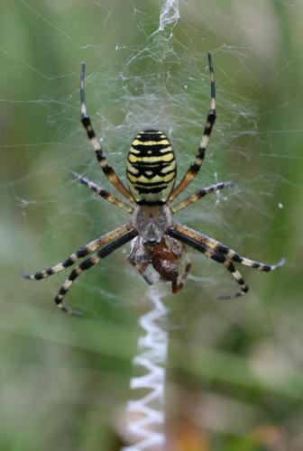 Réf. 24 056 : Argiope bruennichi