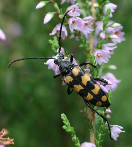 Réf. 24 663 : Leptura quadrifasciata