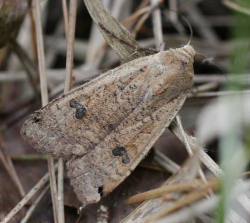 Noctua pronuba