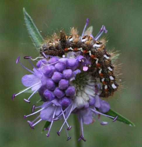 Acronicta rumicis