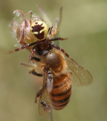 Desmometopa sp.