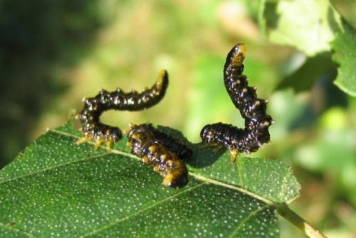 Nematus latipes