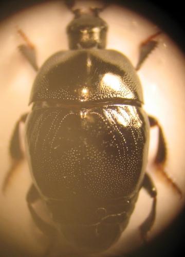 Saprinus semistriatus
