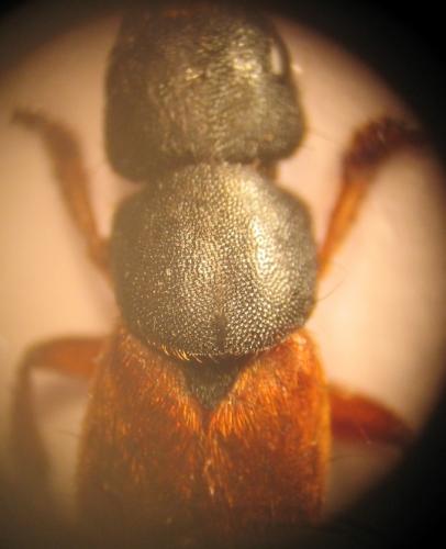 Platydracus stercorarius