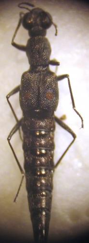 Stenus sp.