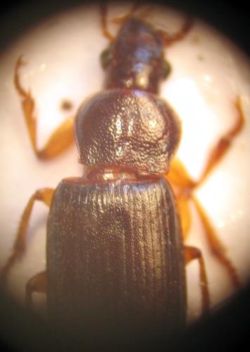 Ophonus sp.