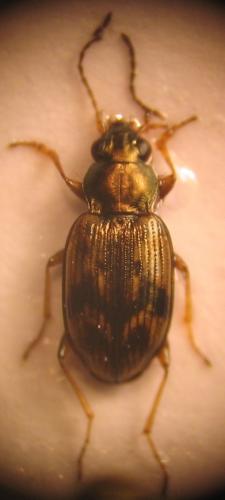 Bembidion semipunctatum