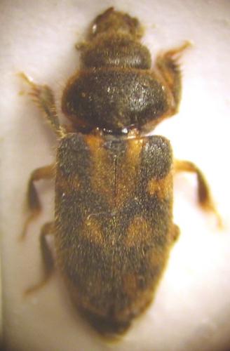 Heterocerus sp.