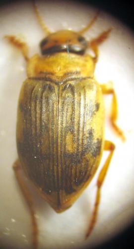 Nebrioporus canaliculatus