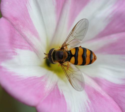 Réf. 24 704 : Eupeodes latifasciatus