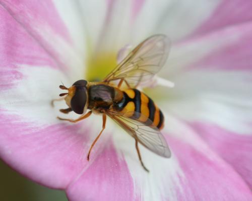 Eupeodes latifasciatus