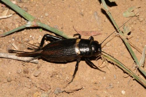 Gryllus bimaculatus