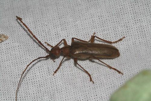 Réf. 24 084 : Vesperus strepens
