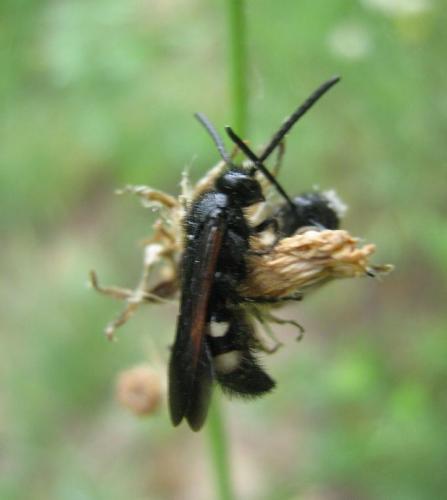 Scolia sexmaculata