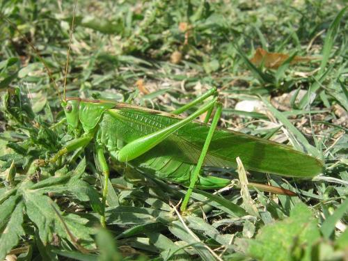 Réf. 24 069 : Tettigonia viridissima
