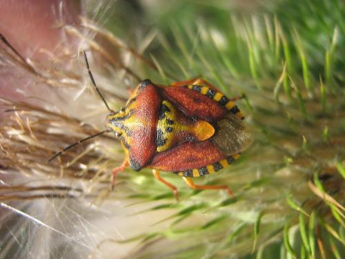 Réf. 24 062 : Carpocoris pudicus