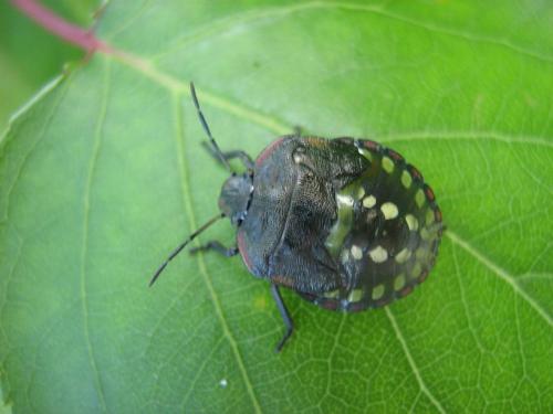 Nezara viridula