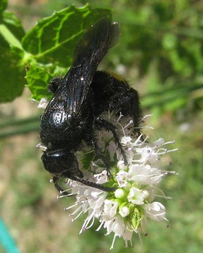 Scolia hirta hirta