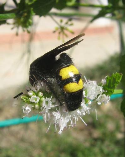 Scolia hirta hirta