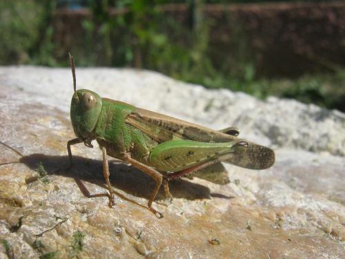 Réf. 24 313 : Aiolopus strepens